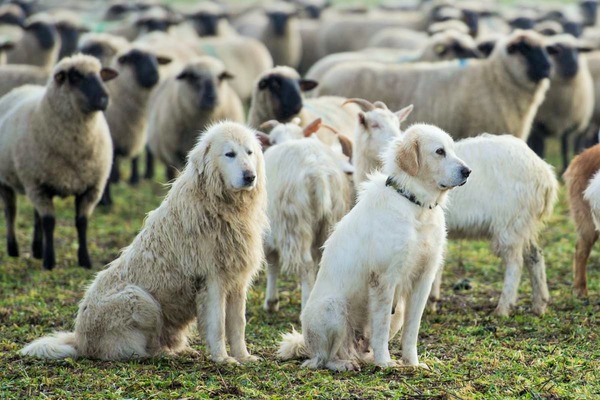 Comment s'appelle le chien de protection des troupeaux de la région ?