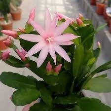 Donnez le nom usuel et le nom botanique de cette plante ?