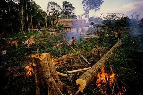 Combien d'hectares de forêt coupés chaque année ?