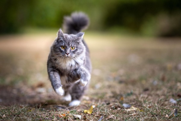 Bien que n'étant pas un coureur de fond, quelle vitesse maximale peut atteindre un chat ?