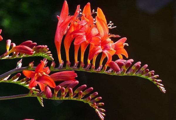 Donnez le nom usuel, le nom botanique et la famille de cette fleur :