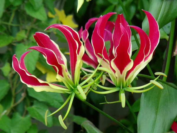Donnez le nom usuel, le nom botanique et la famille de cette plante ?