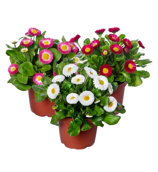 Donnez le nom usuel, le nom botanique et la famille de cette plante :
