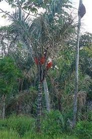 Quel est le nom de ce palmier qui pousse en GUYANE ?