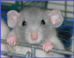 Les rats vivent de :