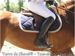 En équitation, que désignent "les jambes" du cavalier ?