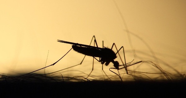 A quel moment de la journée les moustiques sont-ils généralement actifs ?