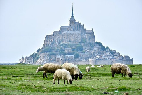 Quelle race de mouton est élevé dans les prés salés du Mont St Michel ?
