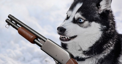 "Homem perde licença de arma após levar um tiro do próprio cachorro"