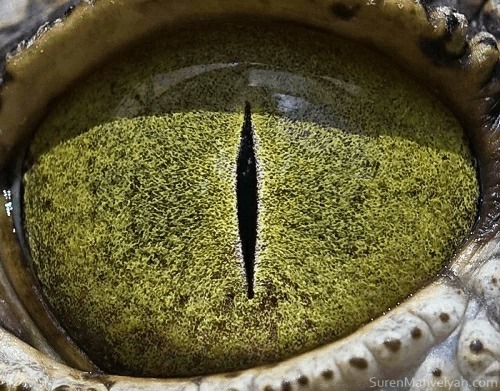 A quel animal appartien cette oeil ?