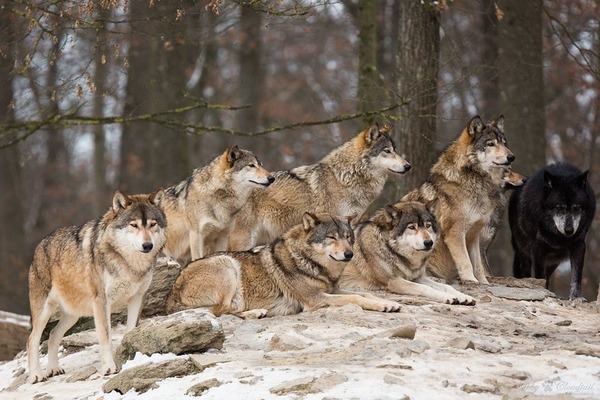 Sous quel nom désigne-t-on une troupe de loups ?