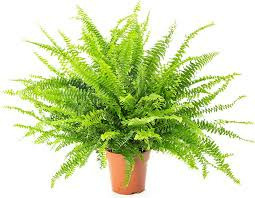 Donnez le nom usuel, le nom botanique et la famille de cette plante ?