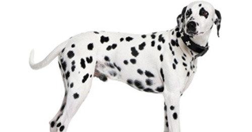 Ce chien est-il un dalmatien ?
