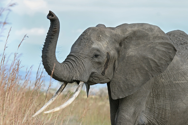 Qu'est-ce que l'éléphant ne peut-il pas faire directement avec sa trompe ?