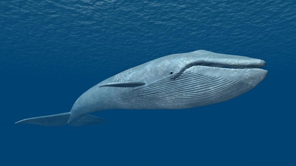 La baleine bleue, avec ses 150 tonnes en moyenne, est l’animal le plus lourd du monde. Son cœur pèse…