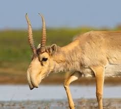 Voici une des rares espèces d'antilopes eurasiatiques, reconnaissable à son long museau arqué...