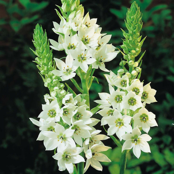 Donnez le nom usuel, le nom botanique et la famille de cette fleur ?