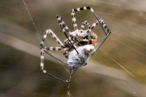 Pourquoi les arachnides liquéfient-ils leurs proies avec leur salive avant de les digérer ?