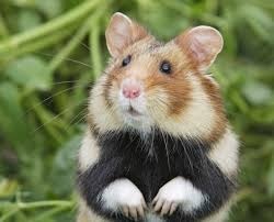 Les hamsters aiment-ils jouer ?