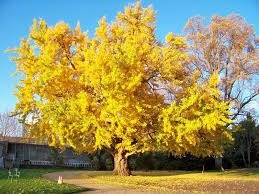 Le ginkgo biloba est un arbre originaire de Chine. Cette espèce remonte à 270 millions d’années. Surnommé arbre des pagodes ou noyer du Japon, il est aussi appelé :