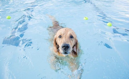 Qual cachorro não consegue nadar? (Alguns)