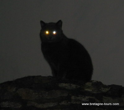 Le chat voit-il dans le noir ?