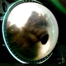 Lors de son arrivée sur Terre, que percute le vaisseau d'Alf ?