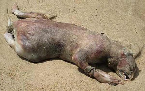 En quelle année cette créature s'est-elle trouvée sur une plage de New York ?