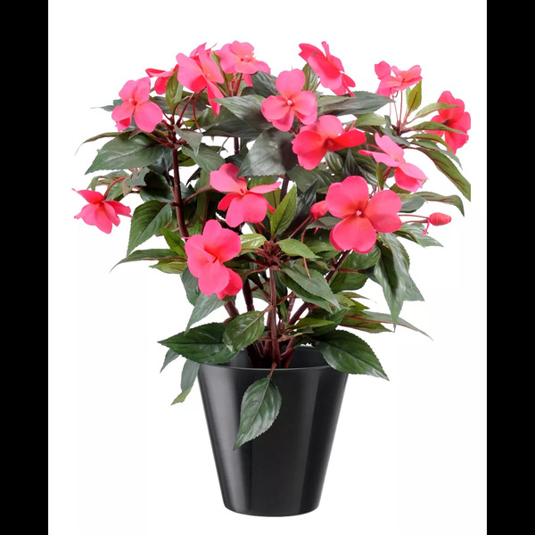 Donnez le nom usuel et le nom botanique de cette plante ?