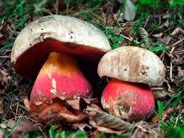 Quel est ce  joli champignon ?