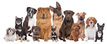Dans le monde, il y a environ 40 millions de chiens domestiques dans le monde.