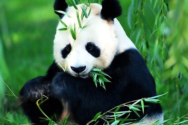 Existe-t-il d'autres espèces de panda ?