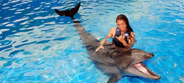 Quand un dauphin rencontre une fausse orque, quel animal est le fruit de leur union ?