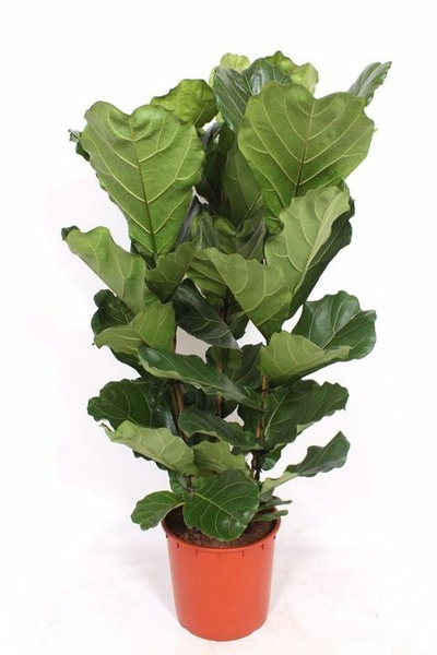 Donnez le nom usuel et le nom botanique de cette plante.