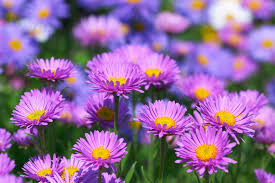 Donnez le nom usuel et le nom botanique de cette fleur :