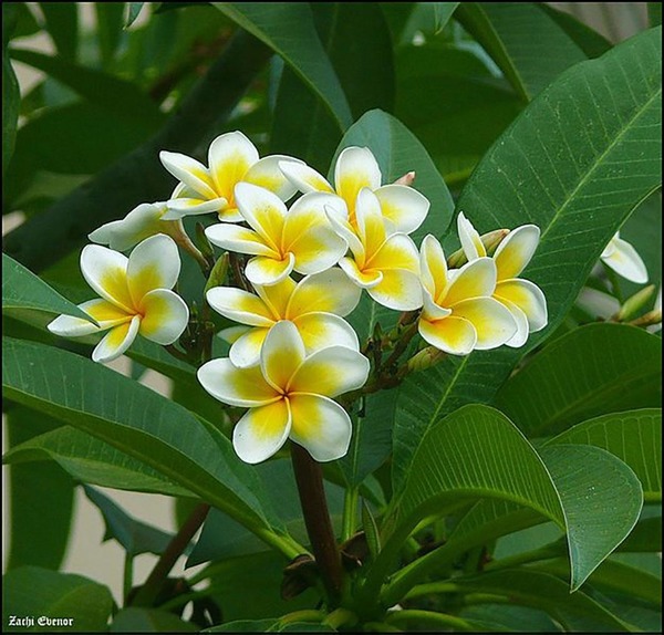 Quelle fleur est l'emblème de la Polynésie française ?