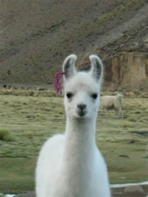 Comment s'appelle le bébé du lama ?