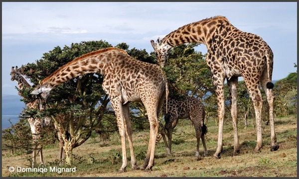 A quoi reconnait-on une girafe masaï ?