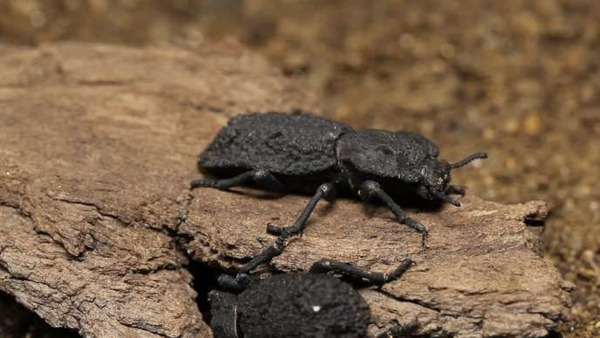 Des chercheurs californiens s’intéressent de près à un scarabée, Phloeodes diabolicus, dont les performances pourraient inspirer l’industrie aéronautique. Qu’est-ce qui lui vaut ce nom satanique ?