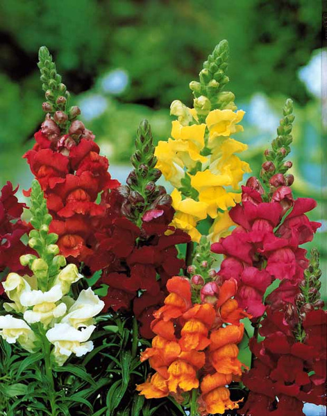 Donnez le nom usuel, le nom botanique et la famille de cette fleur ?