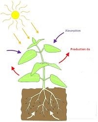 La photosynthèse des végétaux, pour avoir lieu, requiert la présence de chlorophylle et de 3 autres éléments, cochez donc l'INTRUS.