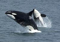 L'orque fait-il partie de la famille du dauphin ?