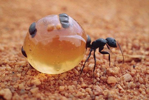 Fourmis pot de miel : Une variété de fourmi dont le ventre est rempli de miel. C'est croustillant et sucré, un vrai bonbon.