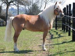 Comment s'appelle la robe ( couleur ) de ce cheval ?