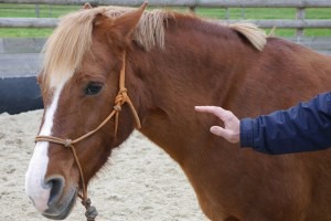 Si un cheval a les oreille baissées ça veut dire quoi ?