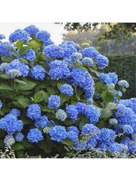 Que faut-il ajouter à la terre pour faire bleuir un hortensia ?