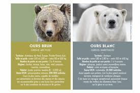 Combien existe-il d'espèces d'ours ?