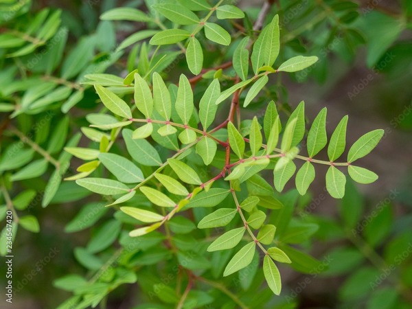 Donnez le nom usuel et le nom botanique de cette plante :