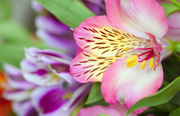 Donnez le nom usuel, le nom botanique et la famille de cette fleur ?