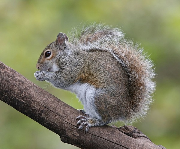 Quel est le régime alimentaire de l'écureuil gris ?